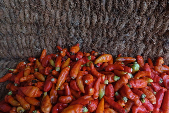 Cayenne pepper (Capsicum frutescens) is a fruit and plant member of the genus Capsicum whose fruit grows towering upwards.