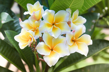 Obraz na płótnie Canvas frangipani flower on green background.