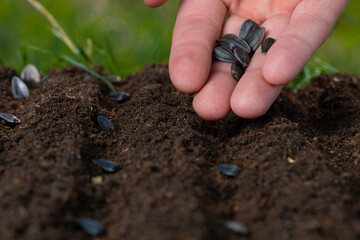 The farmer's hand plants seeds in the soil, close-up.