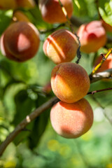 Closeup on a peach tree branch. Organic household with peaches farm.