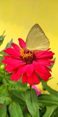 butterfly on flower