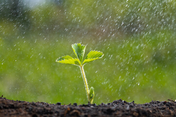 Young plant in the morning light. strawberry plant.
