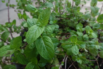 Mint (Mentha piperita) is a type of aromatic herbal plant that produces essential oils.