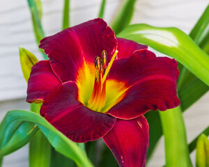 front view of a red lily in the south garden