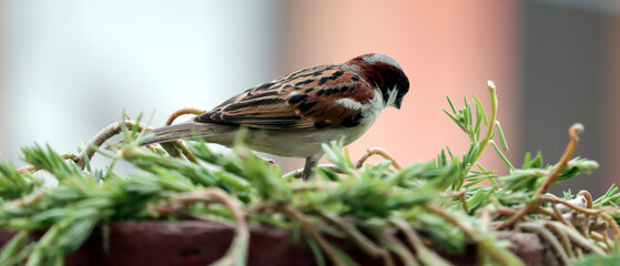 a sparrow sitting on grass finding some food and insects