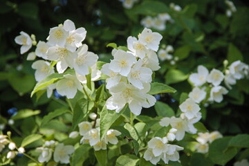 white flowers in the garden