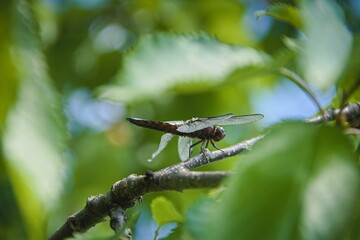 blue dragonfly on a leaf