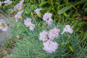 flowers in the grass