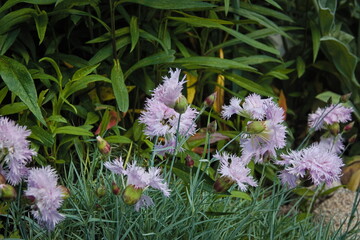 flowers in the garden