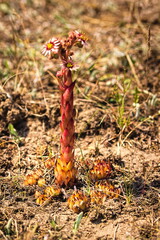 blooming succulent on dry grass