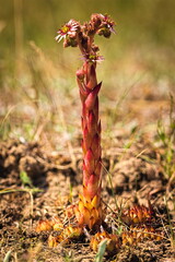 blooming succulent on dry grass