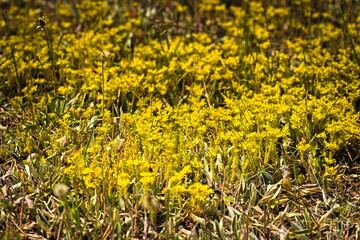 yellow flowers in the grass