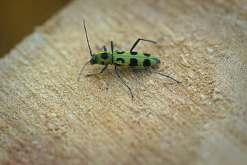 beetle on the wood