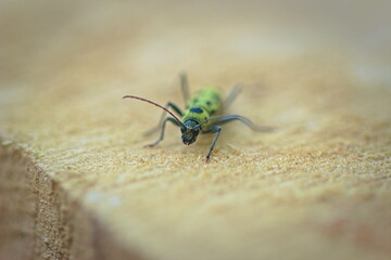 beetle on the wood