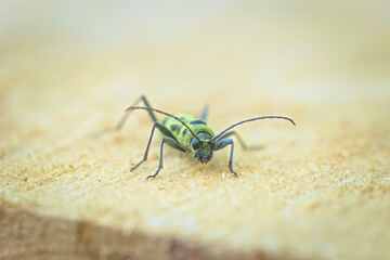 beetle on the wood