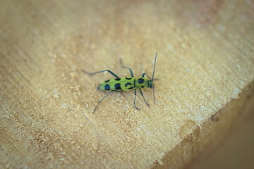beetle on the wood
