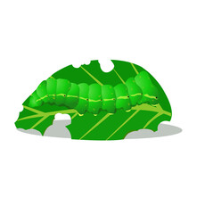 Vector illustration of a caterpillar eating leaf isolated on a white background.