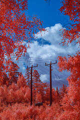 infrared landscape ir chrome filter