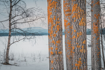 Beautiful orange Lichen on the bark of trees in white blue swedish winter. Snowy Lapland in a high contrast image from Storsjö (Härjedalen).