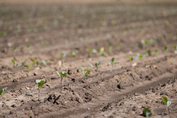 Young salad leaves grow in the field. Vegetable rows, agriculture. Landscape with agricultural lands.