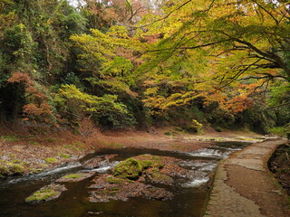 養老渓谷の紅葉