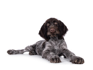 Young brown and white German wirehaired pointer dog pup, laying down. Looking straight to camera. Isolated on a white background.