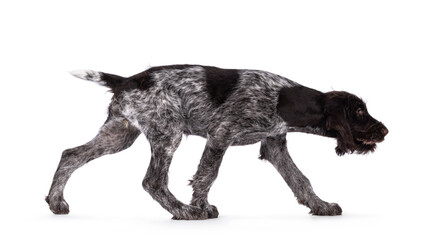 Young brown and white German wirehaired pointer dog pup, walking side ways. Isolated on a white background.