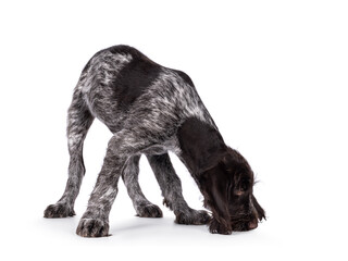 Young brown and white German wirehaired pointer dog pup, sniffing on the floor. Isolated on a white background. - obrazy, fototapety, plakaty