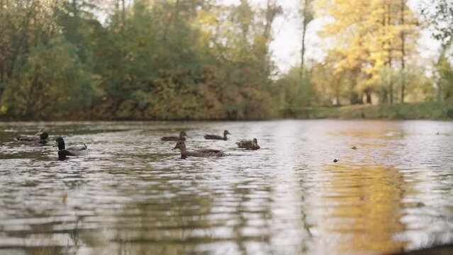 Slow motion small lake or pond with fallen leaves and duck swimming in autumn