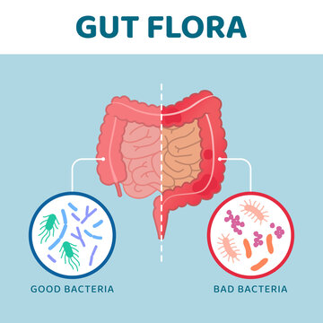 Good and bad gut bacteria