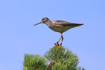 Tringa nebularia. Common Greenshank close-up on a tree in Siberia