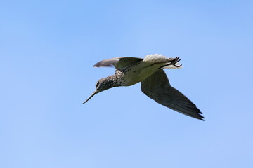 Tringa nebularia. Common Greenshank against the sky in the Arctic