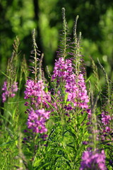 Chamerion angustifolium. Willowherb during flowering