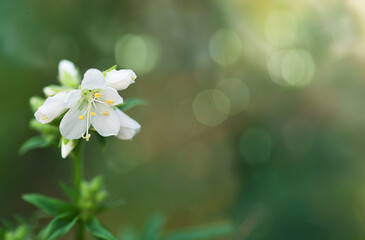 wildflower white flower close-up,  beautiful summer background,