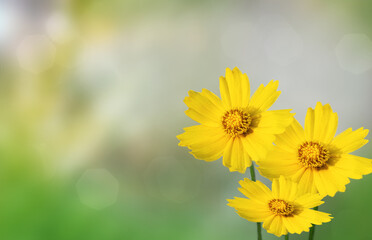 Fototapeta premium Beautiful summer field of yellow wildflowers