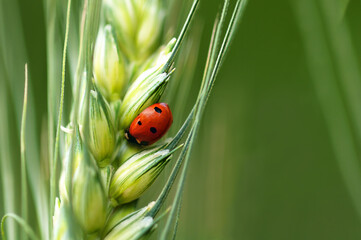 Green wheat with ladybug, macro photo, copy space,