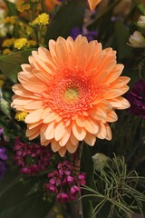 orange gerber flower