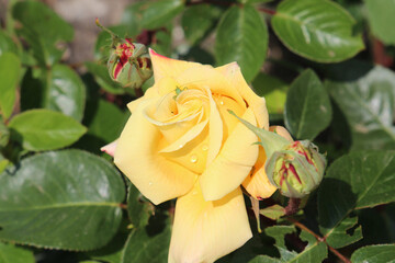 beautiful Bulgarian roses in the town of Sveti Vlas on the Black Sea