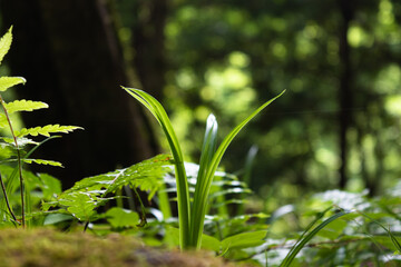 A grass and small plants growing in the forest