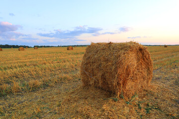 Wheat mowed field at sunset in Ukraine
