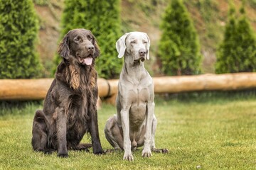 Beautiful dogs on a summer day. Brown Flat coated retriever and Weimarane on a summer meadow....