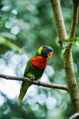 Picture of a rainbow lorikeet is perched on a branch.