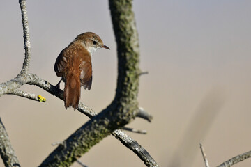 Seidensänger // Cetti's warbler (Cettia cetti) - Peloponnes, Griechenland