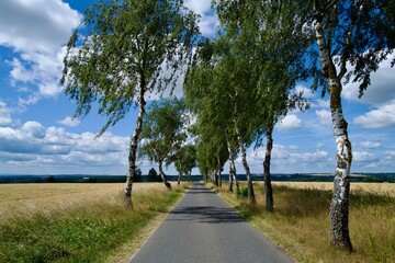 avenue out of birches at a sunny day in summer