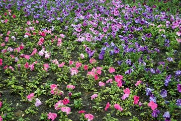 Obraz premium Colorful petunia flowers close up. Petunia plant with red flowers. Closeup Petunia flowers. Red Petunia flowers in the garden.