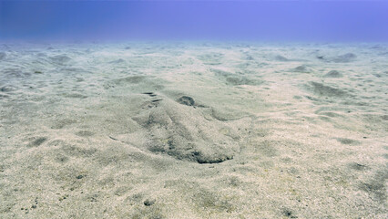 Underwater photo of endangered Angel shark at the bottom of the sea. From a scuba dive at the Canary islands in the Atlantic ocean.