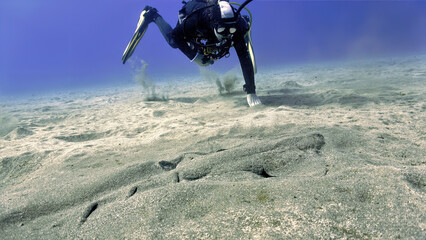 Underwater photo of the endangered angel shark and a scuba diver. From a scuba dive at the Canary islands