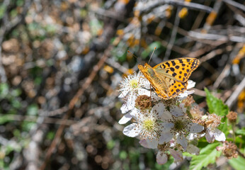 Primer plano de una hermosa mariposa Argynnis Pandora posada sobre flor blanca durante el verano en...