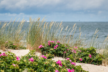 Beach Stogi, Gdansk at Baltic sea. Grass in wind and wild rose pink flowers. Selective focus - obrazy, fototapety, plakaty