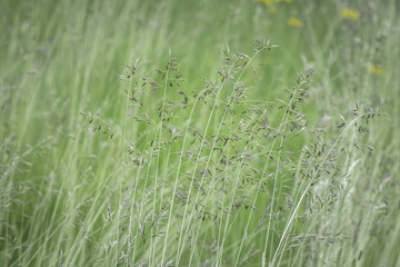 Close up of long grasses in a garden